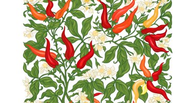 Meyve ve çiçekli acı biber bitkisi. Kusursuz desenli, arka planda. Vektör çizimi. Yeni sanat tarzında, eski, eski, eski tarzda..