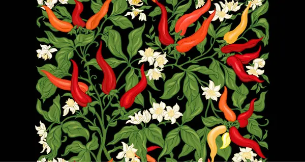 Meyve ve çiçekli acı biber bitkisi. Kusursuz desenli, arka planda. Vektör çizimi. Yeni sanat tarzında, eski, eski, eski tarzda..