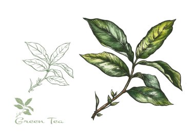 Yeşil çay yapraklı bir dal. Klip sanatı, tasarım Vektörü illüstrasyonu için elementler kümesi. Botanik tarzında.