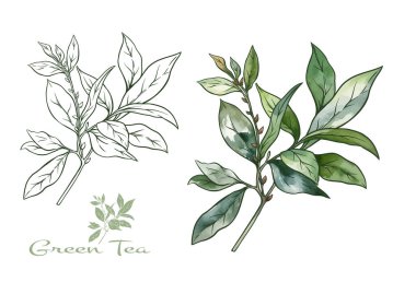 Yeşil çay yapraklı bir dal. Klip sanatı, tasarım Vektörü illüstrasyonu için elementler kümesi. Botanik tarzında.