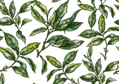 Yeşil çay yapraklı bir dal. Kusursuz desen, arka plan. Vektör çizimi. Botanik tarzında.
