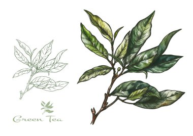 Yeşil çay yapraklı bir dal. Klip sanatı, tasarım Vektörü illüstrasyonu için elementler kümesi. Botanik tarzında.