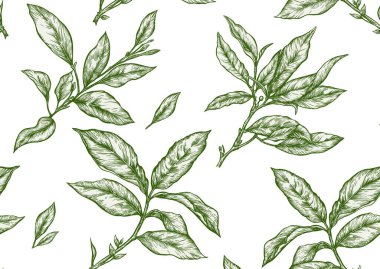 Yeşil çay yapraklı bir dal. Kusursuz desen, arka plan. Vektör çizimi. Botanik tarzında.