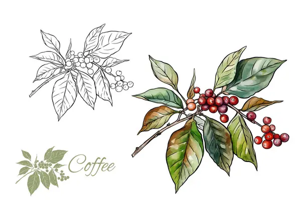Kávéfa Ágak Levelekkel Bogyókkal Clip Art Készlet Elemek Design Vektor Jogdíjmentes Stock Illusztrációk