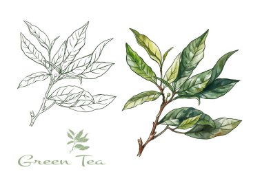 Yeşil çay yapraklı bir dal. Klip sanatı, tasarım Vektörü illüstrasyonu için elementler kümesi. Botanik tarzında.