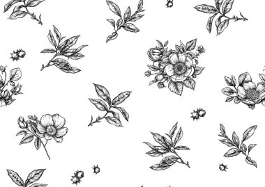 Yapraklı yeşil çay dalı ve yaban gülü çiçekler ve böğürtlenler. Kusursuz desen, arka plan. Vektör çizimi. Botanik tarzında.