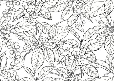 Kahve ağacı. Yaprak ve böğürtlenli dal. Kusursuz desen, arka plan. El çizimi vektör çizimi. Botanik tarzında.