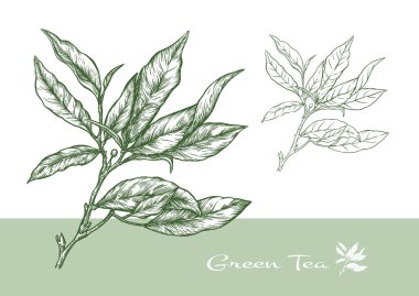 Yeşil çay yapraklı bir dal. Klip sanatı, tasarım Vektörü illüstrasyonu için elementler kümesi. Botanik tarzında.