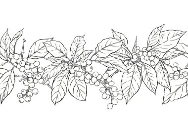 Kahve ağacı. Yaprak ve böğürtlenli dal. Kusursuz desen, arka plan. El çizimi vektör çizimi. Botanik tarzında.