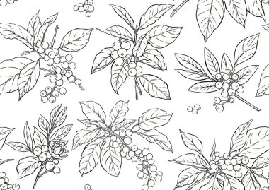 Kahve ağacı. Yaprak ve böğürtlenli dal. Kusursuz desen, arka plan. El çizimi vektör çizimi. Botanik tarzında.