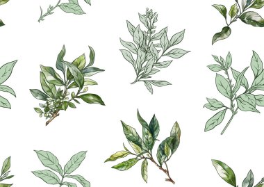 Yeşil çay yapraklı bir dal. Kusursuz desen, arka plan. Vektör çizimi. Botanik tarzında.