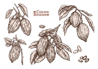 Kakao çekirdeği, çikolata çekirdeği, klip sanatı ve Vektör tasarımı için elementler içeren kakao ağacı dalı. Botanik tarzında.