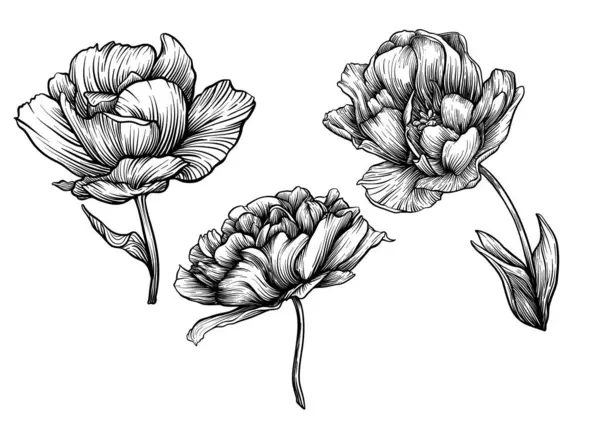 チューリップの花 装飾的な花 そして美術スタイル ヴィンテージ レトロなスタイルの葉 クリップアート Tシャツ バッグ タトゥーに印刷するためのデザインのための要素のセット ベクトルイラスト ストックイラスト