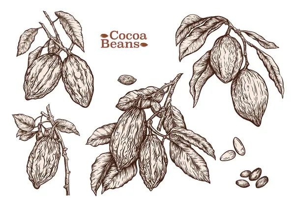 Kakaoträd Gren Med Kakaobönor Chokladbönor Clip Konst Uppsättning Element För Stockillustration