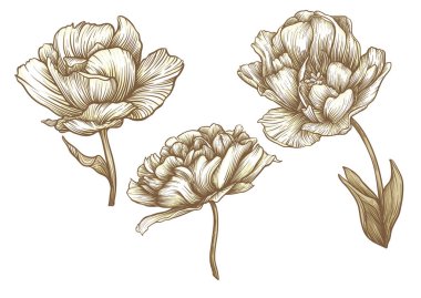 Terri Lale çiçekleri, dekoratif çiçekler ve yapraklar sanat tarzında yeni moda, eski, eski tarz. Clip sanatı, tasarım için elementler tişörtler, çantalar, dövmeler için iyi. Vektör illüstrasyonu.