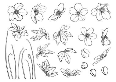 Orman Anemone çiçekleri, dekoratif çiçekler ve Clip sanatı, tasarım Vektörü illüstrasyonunun elementleri. Sanatsal yenilik tarzı, klasik, eski, eski tarz. Botanik tarzında.