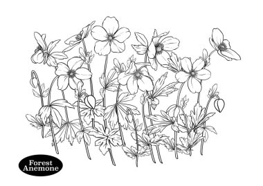 Orman Anemone çiçekleri, dekoratif çiçekler ve Clip sanatı, tasarım Vektörü illüstrasyonunun elementleri. Sanatsal yenilik tarzı, klasik, eski, eski tarz. Botanik tarzında.