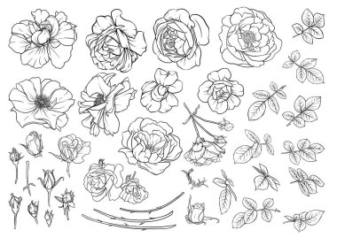 Orman Gülü çiçekleri, Klip sanatı, tasarım Vektörü illüstrasyonu için elementler. Özet el çizimi.