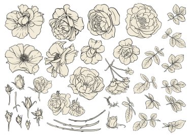 Orman Gülü çiçekleri, Klip sanatı, tasarım Vektörü illüstrasyonu için elementler. Özet el çizimi.