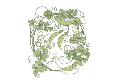 Yeşil bezelyeler. Yapraklı dallar ve bezelyeli kabuklar. Klip sanatı, tasarım Vektörü illüstrasyonu için elementler kümesi. El çizimi. Yeni sanat tarzında, eski, eski, eski tarzda..