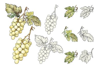 Beyaz üzüm ve sarmaşık yapraklarından oluşan bir vektör kümesi. Renkli ve ana hatlı versiyonlar. Şarap markalaştırma, organik ürün etiketleri ve tarımsal ya da aşçılık temaları için harika..