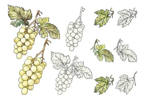 Beyaz üzüm ve sarmaşık yapraklarından oluşan bir vektör kümesi. Renkli ve ana hatlı versiyonlar. Şarap markalaştırma, organik ürün etiketleri ve tarımsal ya da aşçılık temaları için harika..