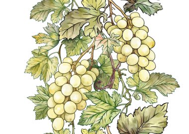 Olgun üzüm demetleri, yapraklar ve sarmaşıklarla kusursuz vektör deseni. El yapımı suluboya. Şarap etiketleri, tekstil, duvar kağıtları ve ambalaj için ideal. Zarif, botanik ve klasik esinlenilmiş..