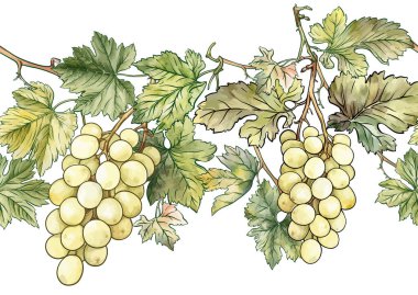 Olgun üzüm demetleri, yapraklar ve sarmaşıklarla kusursuz vektör deseni. El yapımı suluboya. Şarap etiketleri, tekstil, duvar kağıtları ve ambalaj için ideal. Zarif, botanik ve klasik esinlenilmiş..