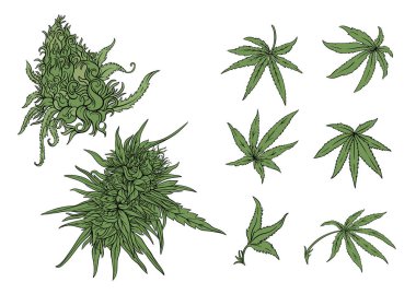 Esrar yaprakları ve sürrealite tomurcukları. Botanik, psikedelik ve sanatsal tasarım alternatif sağlık, baskı veya ambalaj kavramları için mükemmeldir..