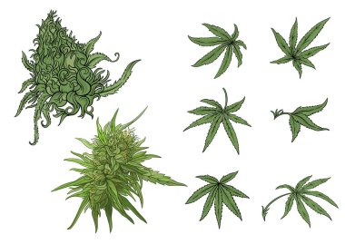 Esrar yaprakları ve sürrealite tomurcukları. Botanik, psikedelik ve sanatsal tasarım alternatif sağlık, baskı veya ambalaj kavramları için mükemmeldir..