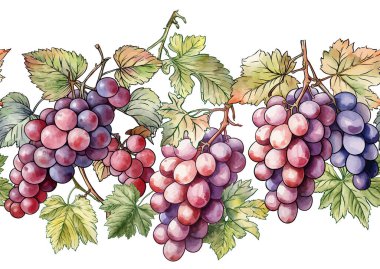 Olgun üzüm demetleri, yapraklar ve sarmaşıklarla kusursuz vektör deseni. El yapımı suluboya. Şarap etiketleri, tekstil, duvar kağıtları ve ambalaj için ideal. Zarif, botanik ve klasik esinlenilmiş..