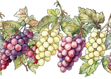 Olgun üzüm demetleri, yapraklar ve sarmaşıklarla kusursuz vektör deseni. El yapımı suluboya. Şarap etiketleri, tekstil, duvar kağıtları ve ambalaj için ideal. Zarif, botanik ve klasik esinlenilmiş..