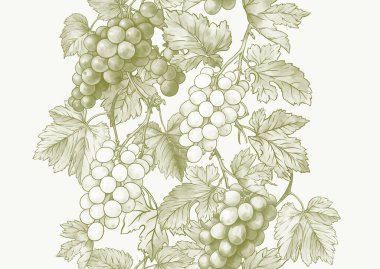 Olgun üzüm demetleri, yapraklar ve sarmaşıklarla kusursuz vektör deseni. El yapımı suluboya. Şarap etiketleri, tekstil, duvar kağıtları ve ambalaj için ideal. Zarif, botanik ve klasik esinlenilmiş..