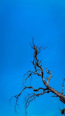 Açık mavi gökyüzüne uzanan çıplak bir ağaç dalının çarpıcı görüntüsü