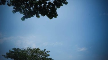 Mavi Gök Çerçeveli Yeşil Ağaçlar