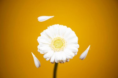 one white chamomile on a bright background close-up