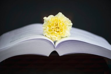 open book pages on black background