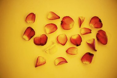 Parlak sarı arka planda düşen kırmızı gül yaprakları