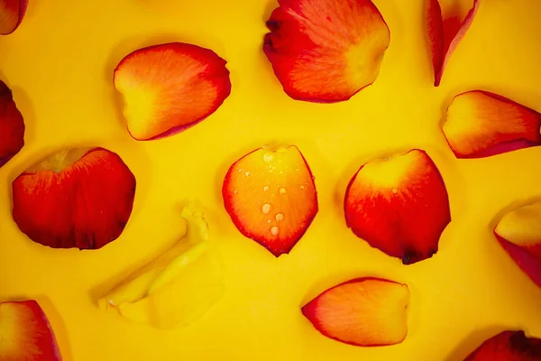 Впали Червоні Пелюстки Троянд Яскраво Жовтому Фоні — стокове фото