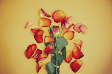 Yapraklı kırmızı gül ve sarı arka planda parçalanmış yapraklar.