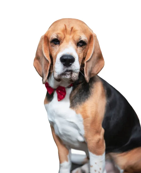 Perro Beagle Con Cara Divertida Aislado Sobre Fondo Blanco — Foto de Stock