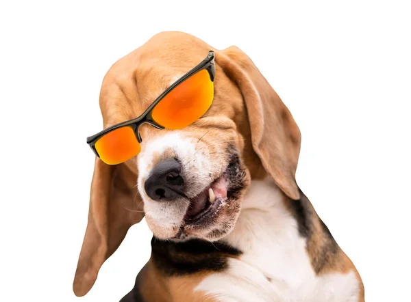 Αστείο Χαρούμενο Σκυλί Beagle Γυαλιά Ηλίου Γελώντας Ανοιχτό Στόμα — Φωτογραφία Αρχείου