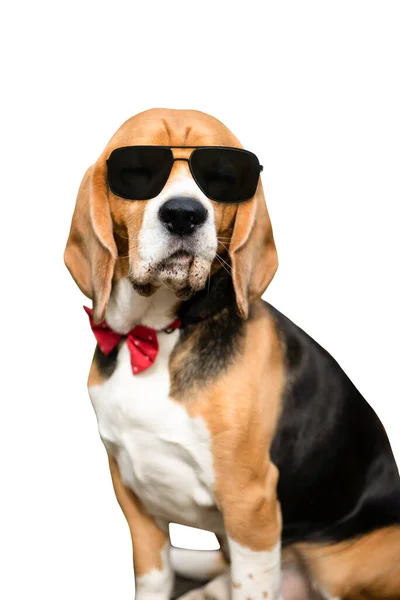 Boss Dog Black Glasses Bow Tie Sits White Background Isolated — Stock Photo, Image