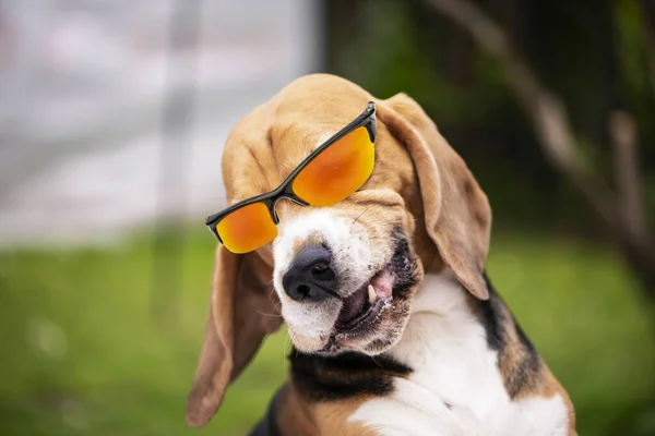Смешной Счастливый Пёс Солнечных Очках Смеющийся Открытым Ртом — стоковое фото