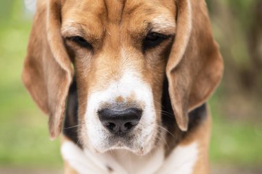 Tatlı av köpeği suratlı, yakından bakıyor.