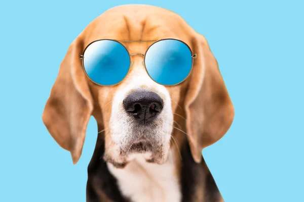 Χαριτωμένο Beagle Σκυλί Πρόσωπο Γυαλιά Ηλίου Απομονώνονται Μπλε Φόντο — Φωτογραφία Αρχείου