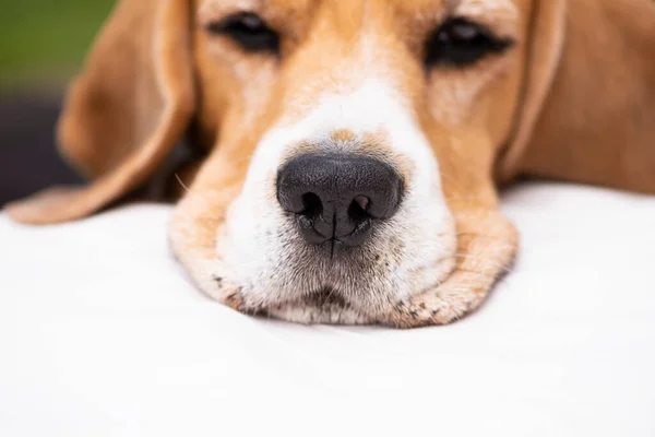 Милая Собака Журавль Смотрящая Крупным Планом — стоковое фото