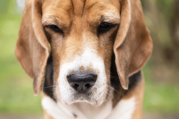 Lindo Beagle Cara Perro Mirando Cerca — Foto de Stock