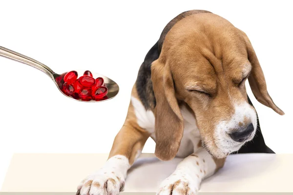 Lustiger Hundebeagle Keine Medikamente Nehmen Weißer Hintergrund — Stockfoto