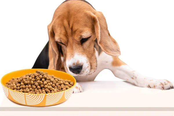 Lustiger Beagle Hund Blickt Vorsichtig Auf Eine Schüssel Mit Futter — Stockfoto